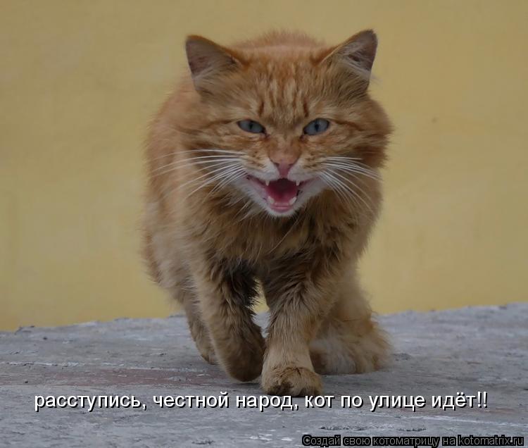 Котоматрица: расступись, честной народ, кот по улице идёт!!