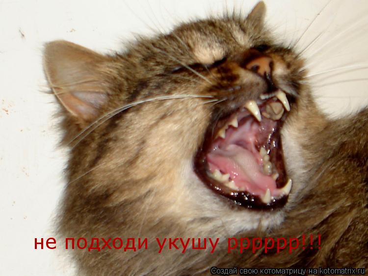 Котоматрица: не подходи укушу рррррр!!!