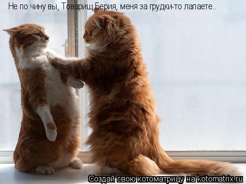 Котоматрица: Не по чину вы, Товарищ Берия, меня за грудки-то лапаете..