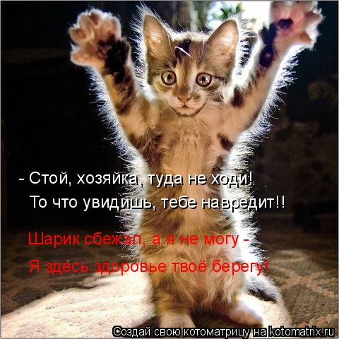 Котоматрица: - Стой, хозяйка, туда не ходи! То что увидишь, тебе навредит!! Шарик сбежал, а я не могу -  Я здесь здоровье твоё берегу!