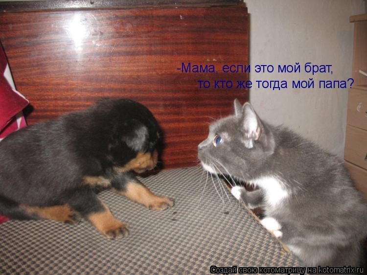 Котоматрица: -Мама, если это мой брат, то кто же тогда мой папа?