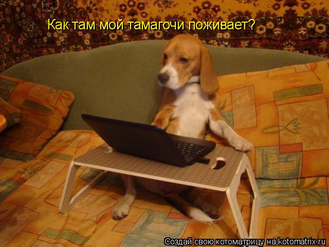 Котоматрица: Как там мой тамагочи поживает?