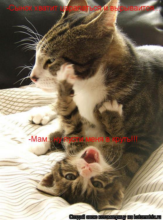 Котоматрица: -Мам...ну пусти меня в круть!!! -Сынок хватит царапаться и вырываится...