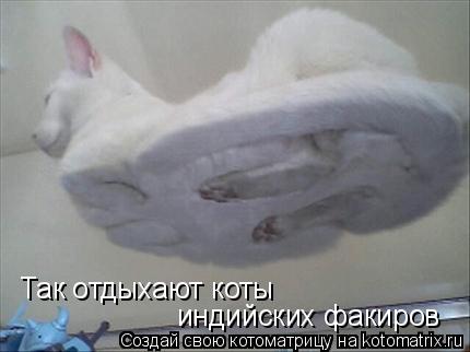 Котоматрица: Так отдыхают коты индийских факиров