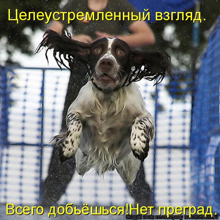 Целеустремленный взгляд. Всего добьёшься!Нет преград.... Котоматрица: Целеустремленный взгляд. Всего добьёшься!Нет преград.