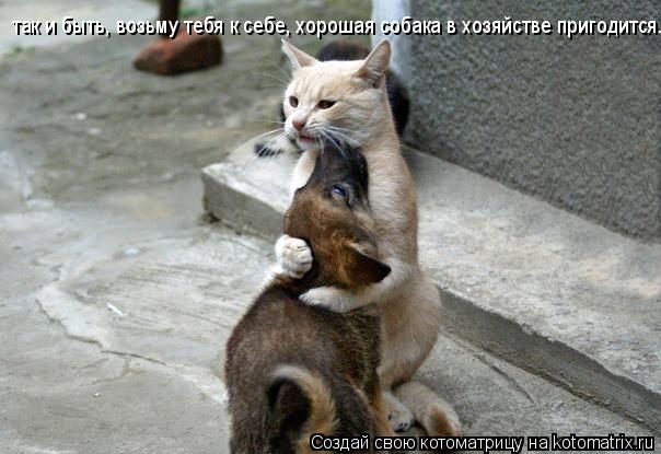 Котоматрица: так и быть, возьму тебя к себе, хорошая собака в хозяйстве пригодится..