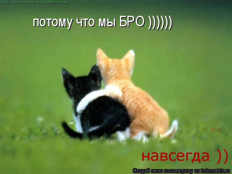 Котоматрица: потому что мы БРО )))))) навсегда ))