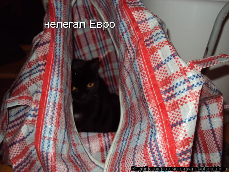 Котоматрица: нелегал Евро