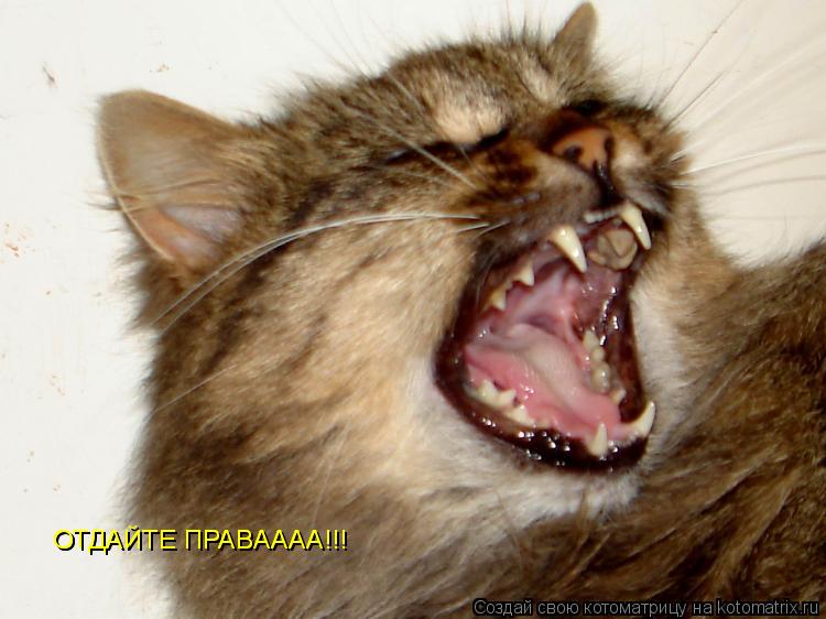 Котоматрица: ОТДАЙТЕ ПРАВАААА!!! ОТДАЙТЕ ПРАВАААА!!!