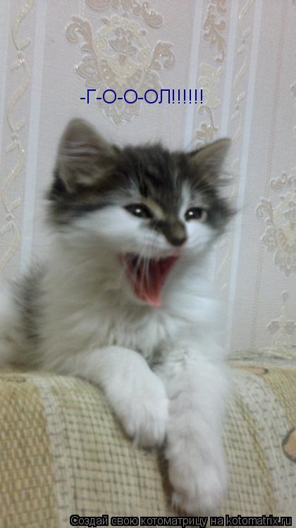 -Г-О-О-ОЛ!!!!!!... Котоматрица: -Г-О-О-ОЛ!!!!!!