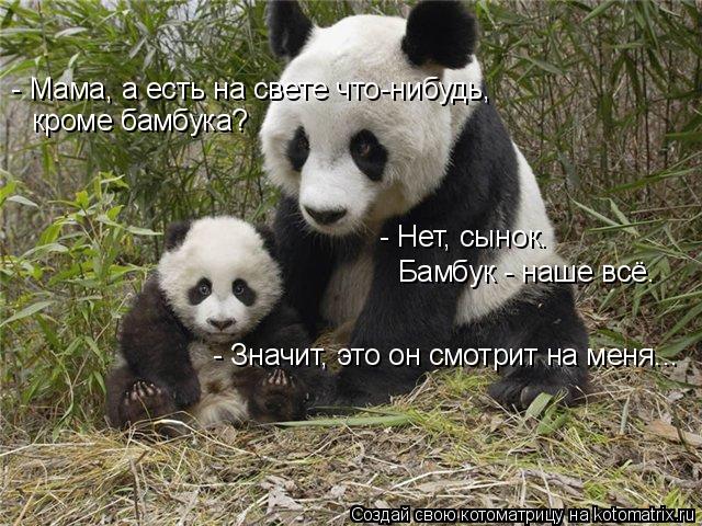 - Мама, а есть на свете что-нибудь, кроме бамбука? - Нет, сынок. Бамбук - наше всё. - Значит, это он... Котоматрица: - Мама, а есть на свете что-нибудь, кроме бамбука? - Нет, сынок. Бамбук - наше всё. - Значит, это он смотрит на меня...