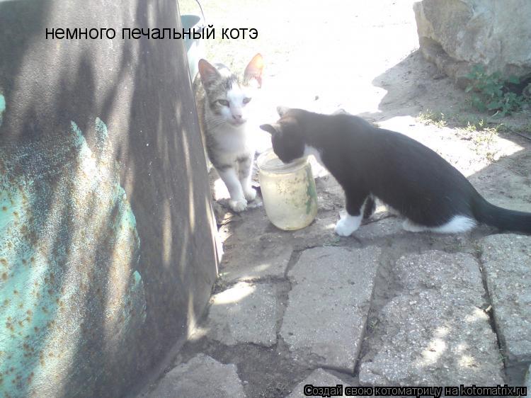 немного печальный котэ... Котоматрица: немного печальный котэ