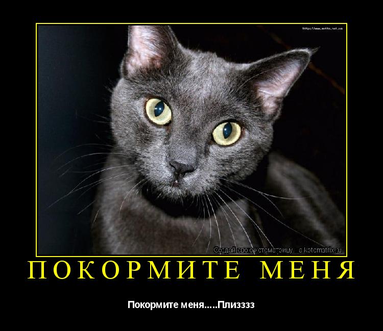 Покормите меня Покормите меня.....Плизззз... Котоматрица: Покормите меня Покормите меня.....Плизззз
