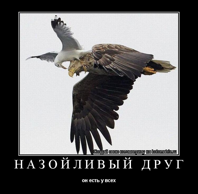 Котоматрица: Назойливый друг он есть у всех