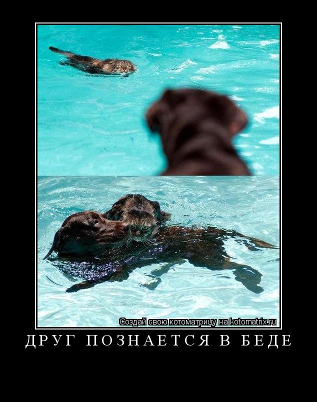 Друг познается в беде ... Котоматрица: Друг познается в беде