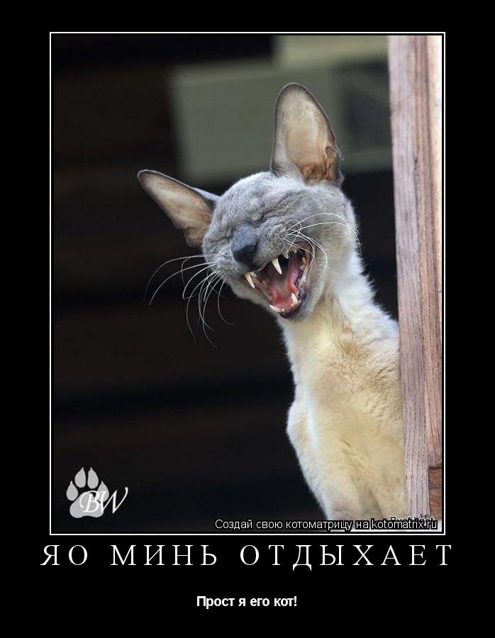 Яо Минь отдыхает Прост я его кот!... Котоматрица: Яо Минь отдыхает Прост я его кот!