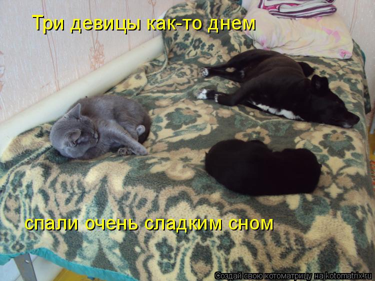 Три девицы как-то днем спали очень сладким сном... Котоматрица: Три девицы как-то днем спали очень сладким сном