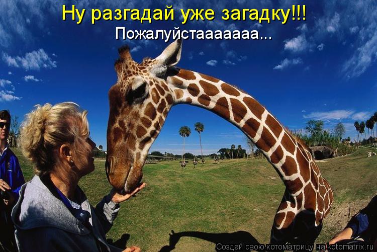 Ну разгадай уже загадку!!! Пожалуйстааааааа...... Котоматрица: Ну разгадай уже загадку!!! Пожалуйстааааааа...