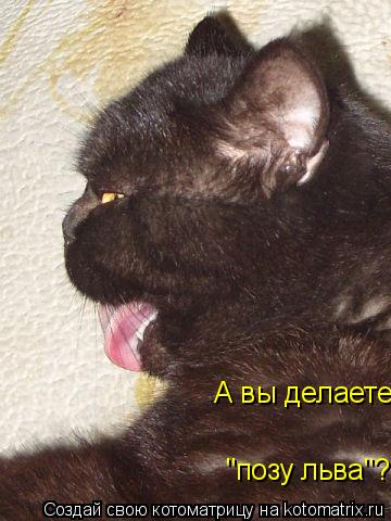 А вы делаете "позу льва"?... Котоматрица: А вы делаете "позу льва"?