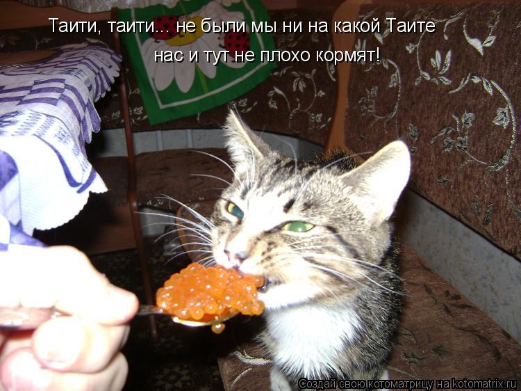 Таити, таити... не были мы ни на какой Таите нас и тут не плохо кормят!... Котоматрица: Таити, таити... не были мы ни на какой Таите нас и тут не плохо кормят!