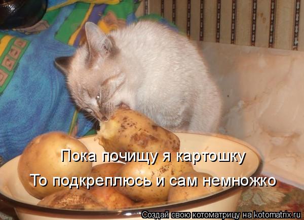 Кушай кошка вот картошка стих Кушай кошка вот картошка стих