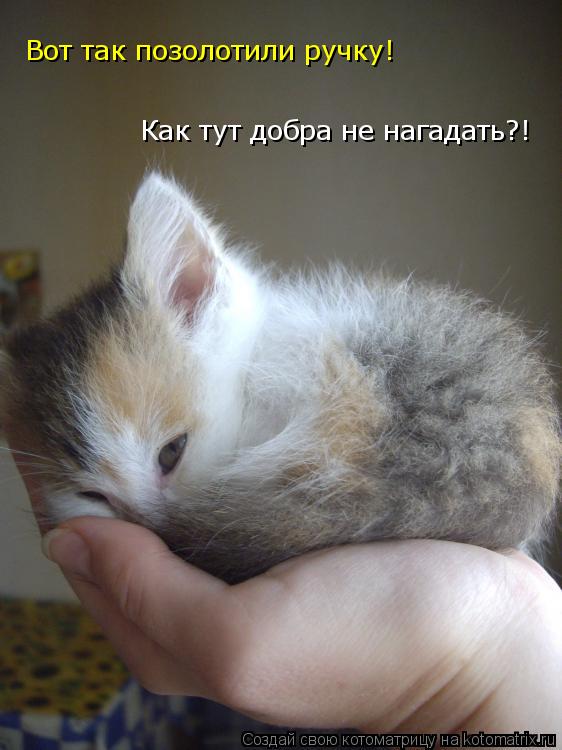 Как тут добра не нагадать?! Вот так позолотили ручку!... Котоматрица: Как тут добра не нагадать?! Вот так позолотили ручку!