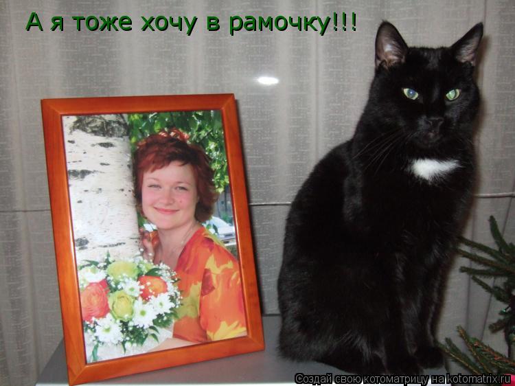 А я тоже хочу в рамочку!!!... Котоматрица: А я тоже хочу в рамочку!!!