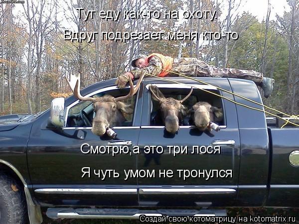 Тут еду как-то на охоту. Вдруг подрезает меня кто-то Смотрю,а это три лося Я чуть умом не тронулся... Котоматрица: Тут еду как-то на охоту. Вдруг подрезает меня кто-то Смотрю,а это три лося Я чуть умом не тронулся