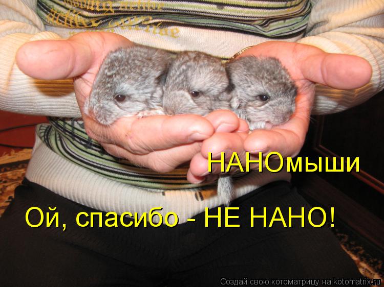 НАНОмыши Ой, спасибо - НЕ НАНО!... Котоматрица: НАНОмыши Ой, спасибо - НЕ НАНО!