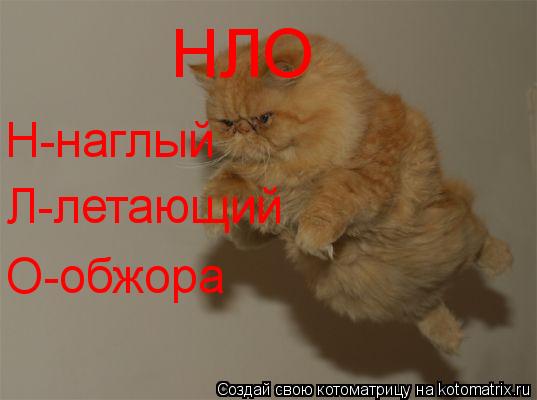 НЛО Н-наглый Л-летающий О-обжора... Котоматрица: НЛО Н-наглый Л-летающий О-обжора