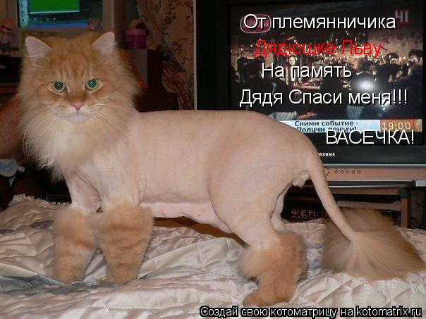 От племянничика Дядюшке Льву На память Дядя Спаси меня!!! ВАСЕЧКА!... Котоматрица: От племянничика Дядюшке Льву На память Дядя Спаси меня!!! ВАСЕЧКА!