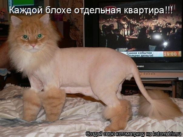 Каждой блохе отдельная квартира!!!... Котоматрица: Каждой блохе отдельная квартира!!!
