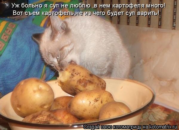 Уж больно я суп не люблю ,в нем картофеля много! Вот съем картофель,не из чего будет суп варить!... Котоматрица: Уж больно я суп не люблю ,в нем картофеля много! Вот съем картофель,не из чего будет суп варить!