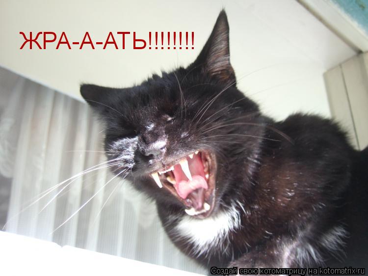ЖРА-А-АТЬ!!!!!!!!... Котоматрица: ЖРА-А-АТЬ!!!!!!!!