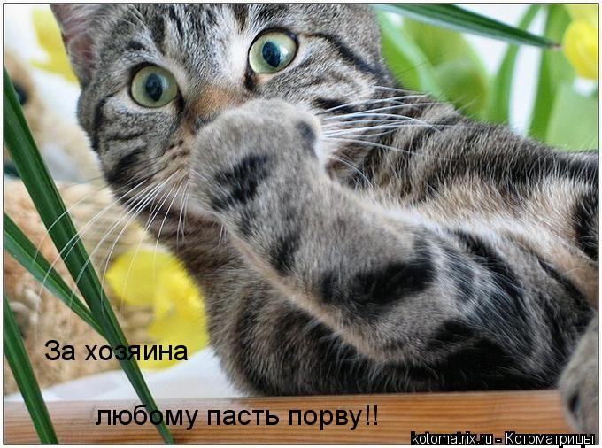 За хозяина любому пасть порву!!... Котоматрица: За хозяина любому пасть порву!!