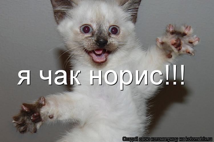 я чак норис!!!... Котоматрица: я чак норис!!!