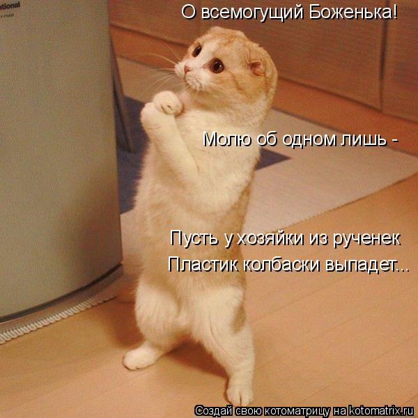 О всемогущий Боженька! Пусть у хозяйки из рученек Пластик колбаски выпадет... Молю об одном лишь -... Котоматрица: О всемогущий Боженька! Пусть у хозяйки из рученек Пластик колбаски выпадет... Молю об одном лишь -