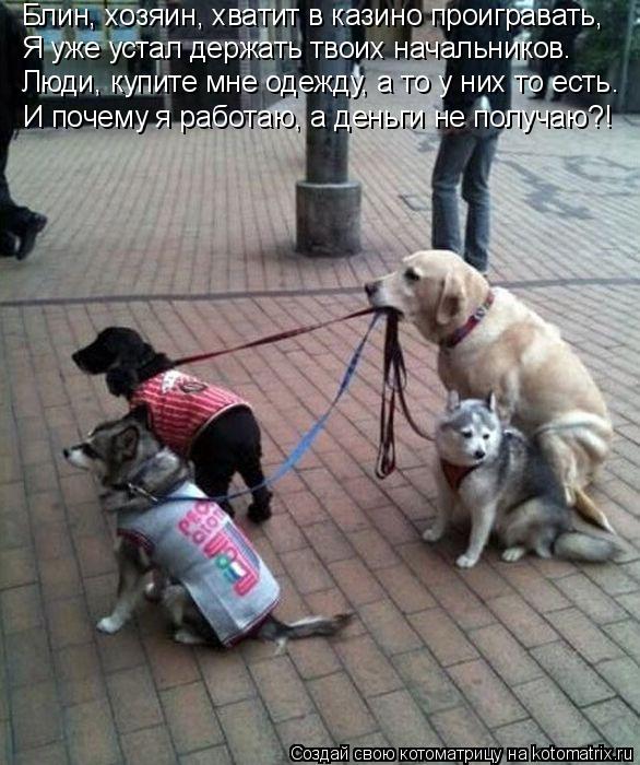 Блин, хозяин, хватит в казино проигравать, Я уже устал держать твоих начальников. Люди, купите мне од... Котоматрица: Блин, хозяин, хватит в казино проигравать, Я уже устал держать твоих начальников. Люди, купите мне одежду, а то у них то есть . И почему я работ