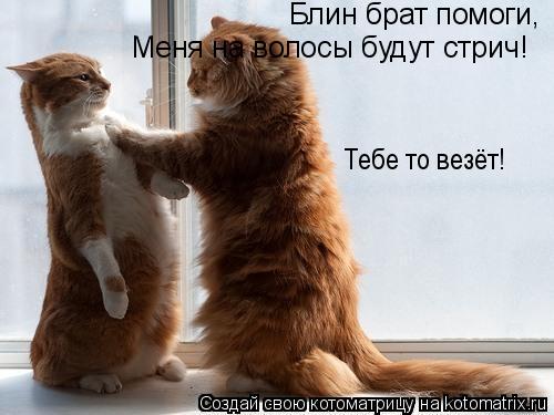 Блин брат помоги, Меня на волосы будут стрич! Тебе то везёт! Тебе то везёт!... Котоматрица: Блин брат помоги, Меня на волосы будут стрич! Тебе то везёт! Тебе то везёт!