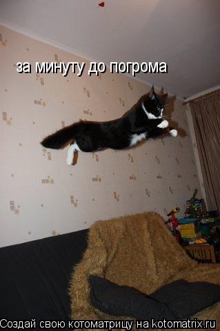 за минуту до погрома... Котоматрица: за минуту до погрома