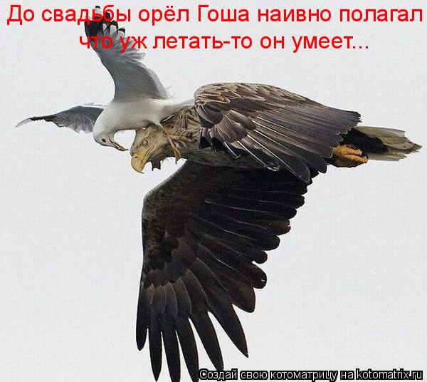 До свадьбы орёл Гоша наивно полагал что уж летать-то он умеет...... Котоматрица: До свадьбы орёл Гоша наивно полагал что уж летать-то он умеет...