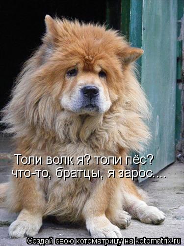 Толи волк я? толи пёс? что-то, братцы, я зарос....... Котоматрица: Толи волк я? толи пёс? что-то, братцы, я зарос....