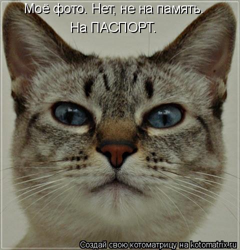 Моё фото. Нет, не на память. На ПАСПОРТ.... Котоматрица: Моё фото. Нет, не на память. На ПАСПОРТ.
