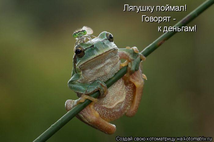 Лягушку поймал! Говорят - к деньгам!... Котоматрица: Лягушку поймал! Говорят - к деньгам!