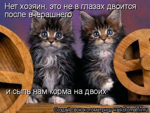 Нет хозяин, это не в глазах двоится после вчерашнего и сыпь нам корма на двоих... Котоматрица: Нет хозяин, это не в глазах двоится после вчерашнего и сыпь нам корма на двоих