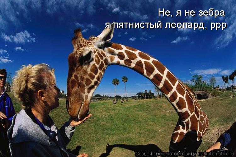 Не, я не зебра я пятнистый леопард, ррр... Котоматрица: Не, я не зебра я пятнистый леопард, ррр