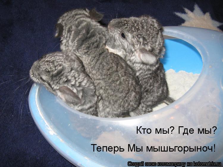 Кто мы? Где мы? Теперь Мы мышьгорыноч!... Котоматрица: Кто мы? Где мы? Теперь Мы мышьгорыноч!