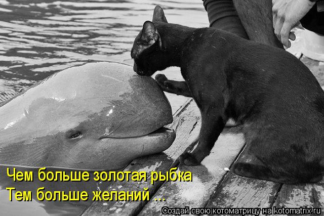 Чем больше золотая рыбка Тем больше желаний ...... Котоматрица: Чем больше золотая рыбка Тем больше желаний ...