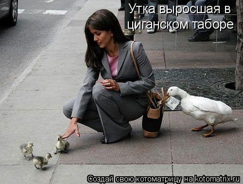 Утка выросшая в циганском таборе... Котоматрица: Утка выросшая в циганском таборе