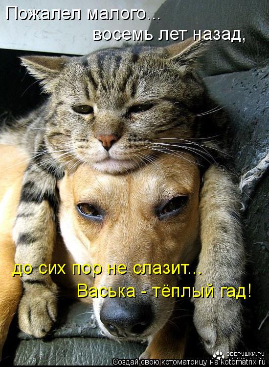 Пожалел малого... восемь лет назад, до сих пор не слазит... Васька - тёплый гад!... Котоматрица: Пожалел малого... восемь лет назад, до сих пор не слазит... Васька - тёплый гад!